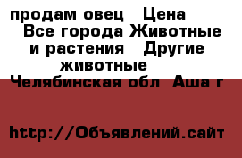  продам овец › Цена ­ 100 - Все города Животные и растения » Другие животные   . Челябинская обл.,Аша г.